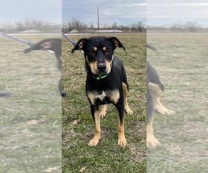 Rottweiler Dogs for adoption in Pierceton , IN, USA