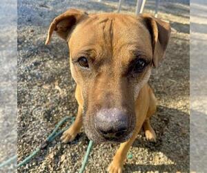 Boxer-Unknown Mix Dogs for adoption in Palmetto, FL, USA