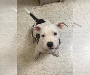 American Pit Bull Terrier-Unknown Mix Dogs for adoption in Plano, TX, USA