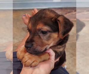 Labrador Retriever-Unknown Mix Dogs for adoption in The Woodlands, TX, USA