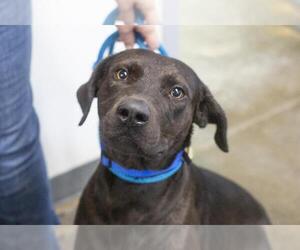 Labrador Retriever-Unknown Mix Dogs for adoption in Mountain Home, AR, USA