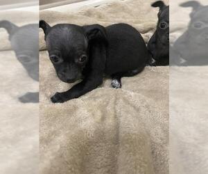Chihuahua Dogs for adoption in Denver, CO, USA