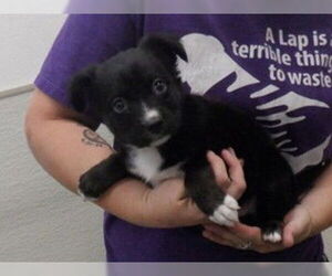Border Collie-Unknown Mix Dogs for adoption in Oroville, CA, USA