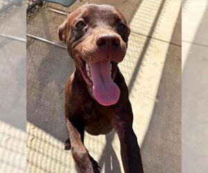 Labrador Retriever-Unknown Mix Dogs for adoption in Tulsa, OK, USA