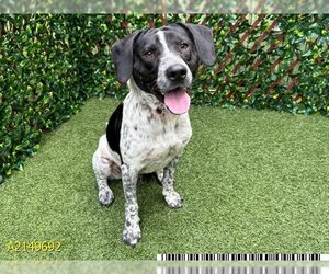 Bluetick Coonhound Dogs for adoption in West Palm Beach, FL, USA