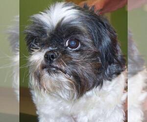 Shih Tzu Dogs for adoption in La Porte, IN, USA