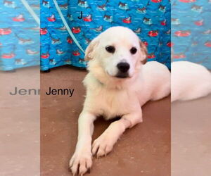 Collie-Labrador Retriever Mix Dogs for adoption in Virginia Beach, VA, USA
