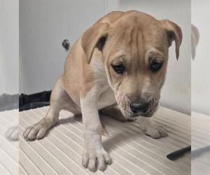 Labrador Retriever-Unknown Mix Dogs for adoption in Bakersfield, CA, USA