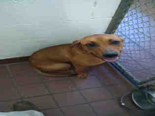 Boxer-Plott Hound Mix Dogs for adoption in Waynesville, NC, USA