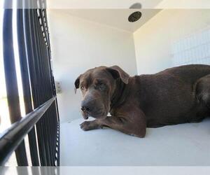 Chesapeake Bay Retriever-Unknown Mix Dogs for adoption in Houston, TX, USA