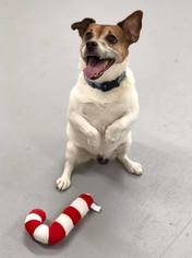 Jack Russell Terrier Dogs for adoption in Paris, ME, USA