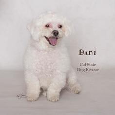 Bichon Frise Dogs for adoption in Campbell, CA, USA
