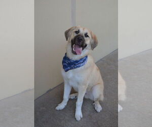 Anatolian Shepherd-Labrador Retriever Mix Dogs for adoption in McKinney, TX, USA