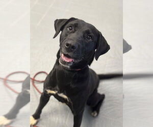 Labrador Retriever Dogs for adoption in Minneapolis, MN, USA