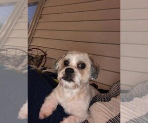 Mal-Shi Dogs for adoption in Suffolk, VA, USA