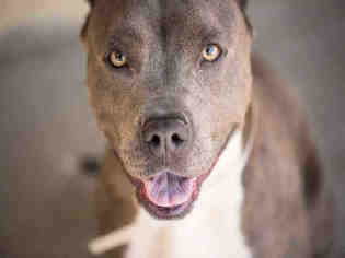 American Pit Bull Terrier Dogs for adoption in Downey, CA, USA