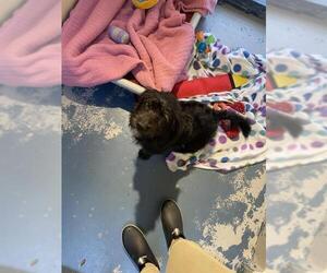 Shiba Inu Dogs for adoption in Brewster, MA, USA