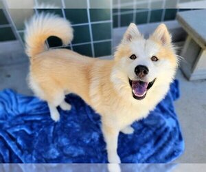 Chow Chow Dogs for adoption in Rancho Cucamonga, CA, USA