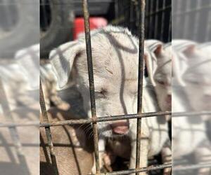 Labrador Retriever-Unknown Mix Dogs for adoption in Houston, TX, USA