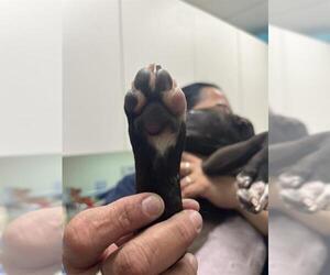 Mutt Dogs for adoption in Redwood City, CA, USA