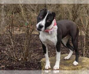 American Pit Bull Terrier Dogs for adoption in Belleville, IL, USA