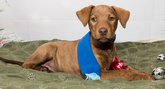 Unknown-Vizsla Mix Dogs for adoption in Denver, CO, USA