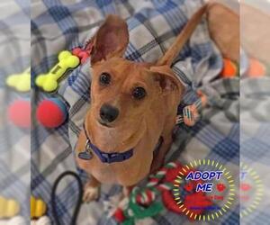 Chiweenie Dogs for adoption in Queen Creek, AZ, USA