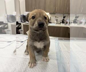 Huskies -Unknown Mix Dogs for adoption in Baytown, TX, USA