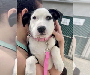 Labrador Retriever-Unknown Mix Dogs for adoption in Brewster, NY, USA