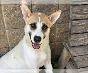 Great Pyrenees-Unknown Mix Dogs for adoption in Tulsa, OK, USA