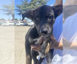 Mutt Dogs for adoption in Stockton, CA, USA