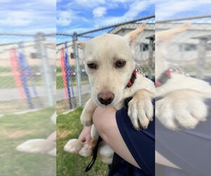 Tibetan Terrier-Unknown Mix Dogs for adoption in Corpus Christi, TX, USA