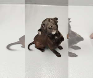Mutt Dogs for adoption in Hilton Head, SC, USA