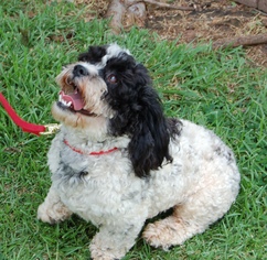 Medium Photo #1 Shih-Poo Puppy For Sale in Winder, GA, USA