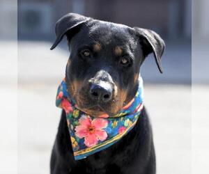 Rottweiler-Unknown Mix Dogs for adoption in San Antonio, TX, USA