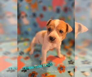 Mutt Dogs for adoption in Foristell, MO, USA