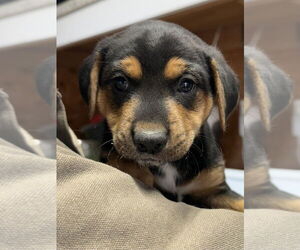 Jack-A-Bee Dogs for adoption in Bolivar, MO, USA