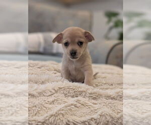 Chiweenie Dogs for adoption in Raleigh, NC, USA