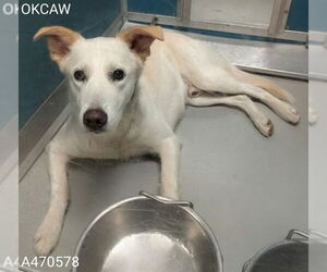 German Shepherd Dog-Unknown Mix Dogs for adoption in Oklahoma City, OK, USA