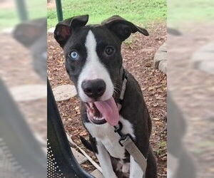 American Pit Bull Terrier Dogs for adoption in Ocala, FL, USA