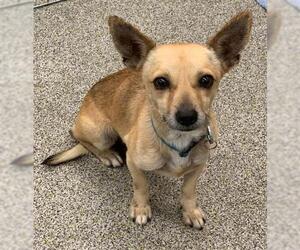 Chihuahua-Unknown Mix Dogs for adoption in San Jose, CA, USA