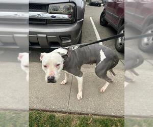 Mutt Dogs for adoption in Stockton, CA, USA