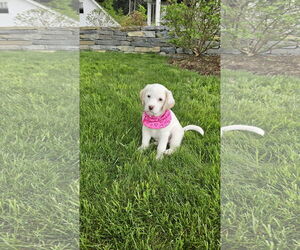 Great Pyrenees-Huskies Mix Dogs for adoption in Croydon, NH, USA