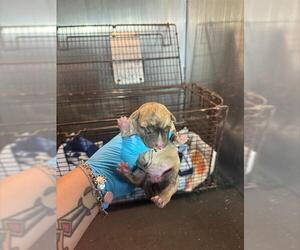 Huskies -Unknown Mix Dogs for adoption in San Antonio, TX, USA