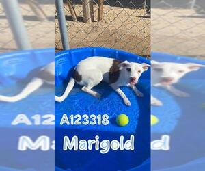 German Wirehaired Pointer-Unknown Mix Dogs for adoption in HESPERIA, CA, USA