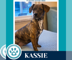 Dachshund-Unknown Mix Dogs for adoption in Kimberton, PA, USA