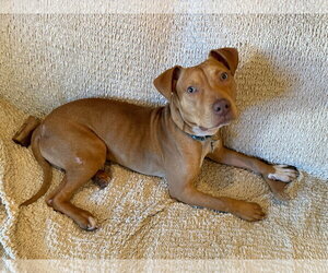 American Pit Bull Terrier-Unknown Mix Dogs for adoption in Spring Lake, NJ, USA