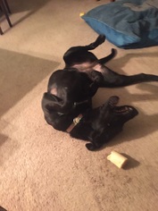 Labrador Retriever-Unknown Mix Dogs for adoption in Charleston, SC, USA