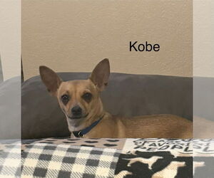 Chihuahua-Unknown Mix Dogs for adoption in Colorado Springs, CO, USA