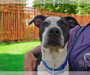 American Pit Bull Terrier-Unknown Mix Dogs for adoption in Las Vegas, NV, USA